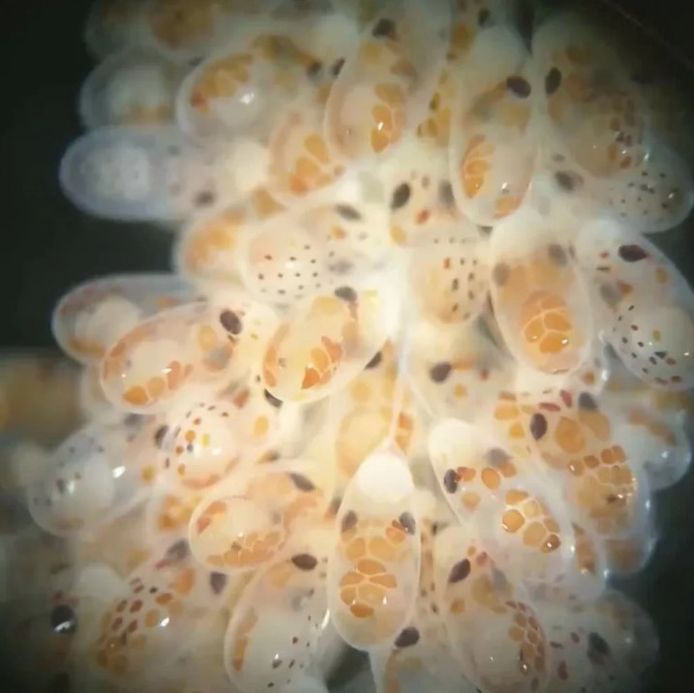 Ontwikkelende octopusembryo’s in een tros eitjes