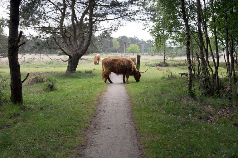 Schotse hooglanders lopen in Holtingerveld. Beeld Hollandse Hoogte / Herman Engbers
