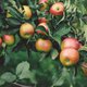 Heb jij fruitbomen in je tuin? Dít moet je weten voor je ervan gaat eten