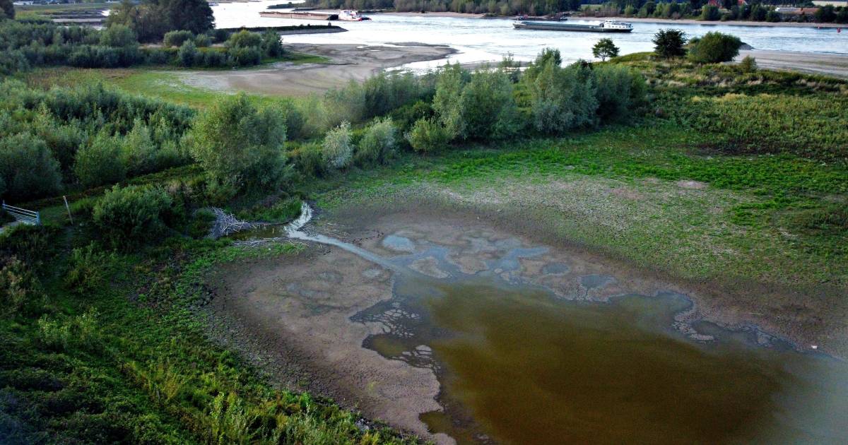 Bevers verlaten huis en haard door droogte: 'Kan dodelijke ruzies veroorzaken' - AD