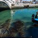Natuur herovert Venetië: helderblauw water, vissen en broedende eenden in het midden van de stad