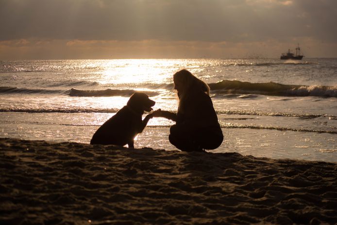 VRIENDSCHAP - De labrador en dochter van Anja sluiten een verbond op het strand van Texel tijdens  een zomeravond.
