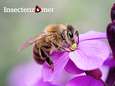 De honingbij is helemaal niet zo goed voor de biodiversiteit blijkt uit wetenschappelijk onderzoek