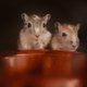 Adviesorgaan waarschuwt: zet hamsters (ondanks die schattige kerstreclame) níet bij elkaar