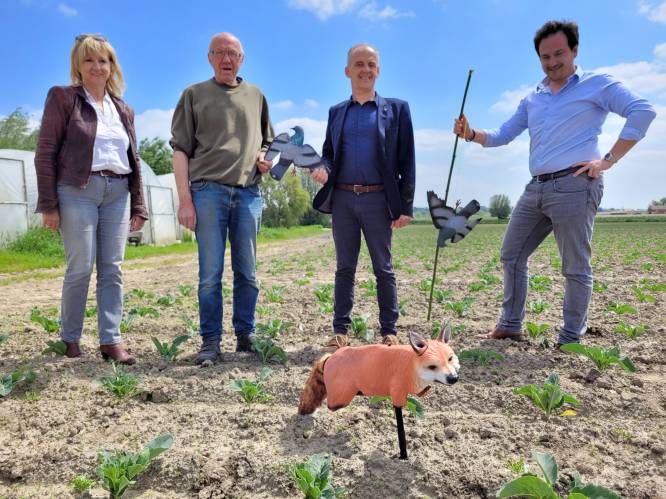 Nepduiven moeten gewassen helpen beschermen tegen soortgenoten