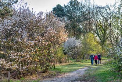 Wandelvirus heeft coronapandemie overleefd: ‘Ik loop mijn hoofd leeg’