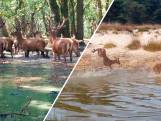 Zo zochten dieren op de Veluwe verkoeling tijdens hitte