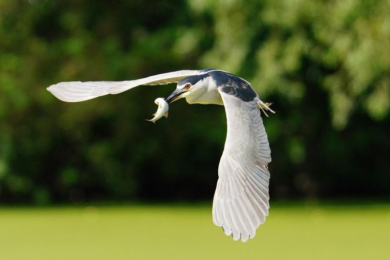 Kwak in Vlaanderen. Beeld Natuurpunt