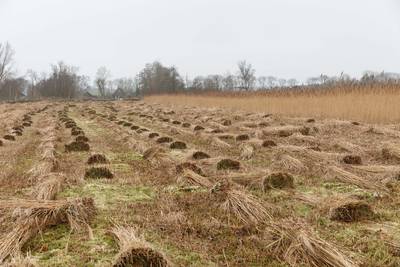 Rietland het decor van film over een vermoord meisje; producent zoekt lokale acteurs voor filmrollen