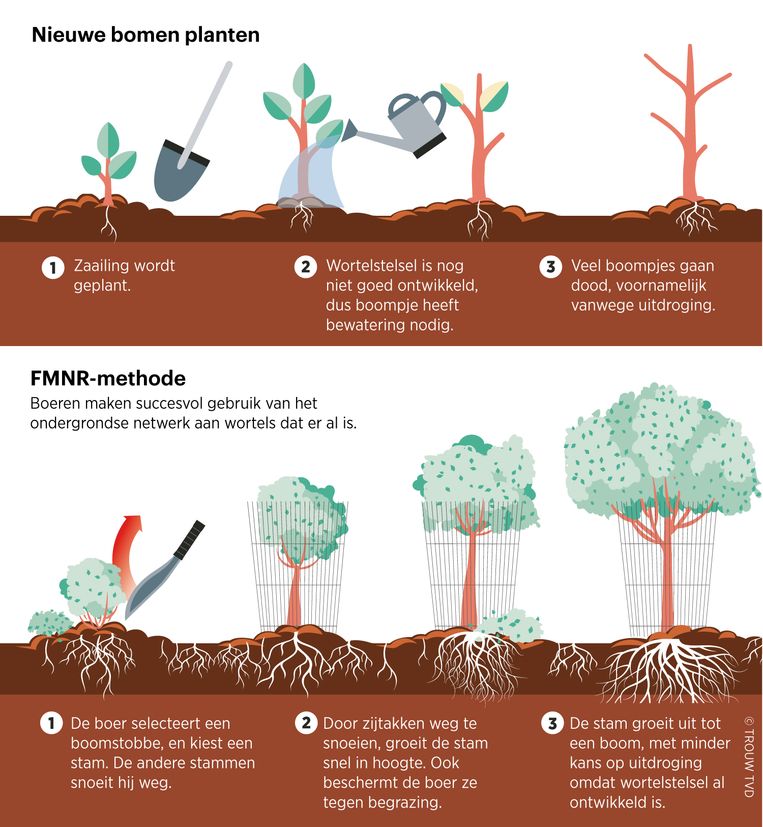 en goedkope oplossing voor klimaatprobleem: miljoenen bomen in Afrika laten groeien, zonder er één te planten