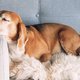 Lief kerstcadeautje: er bestaat nu ook een adventskalender voor je hond