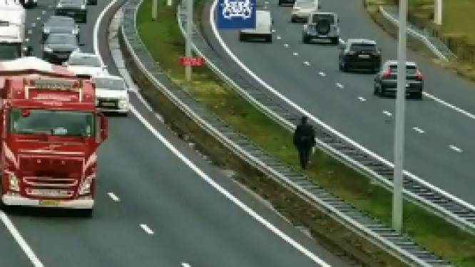 Man steekt A2 over en maakt ochtendwandeling op de middenberm bij Eindhoven