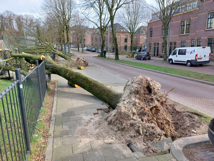 Bomen met wortels en al uit de grond gerukt in de Agnietenstraat in Arnhem.