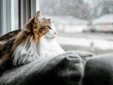 Lichte regen in Kampen