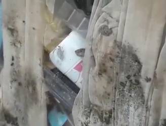 Weerzinwekkende beelden tonen knagende muizen in vuilste huis van Sint-Amandsberg