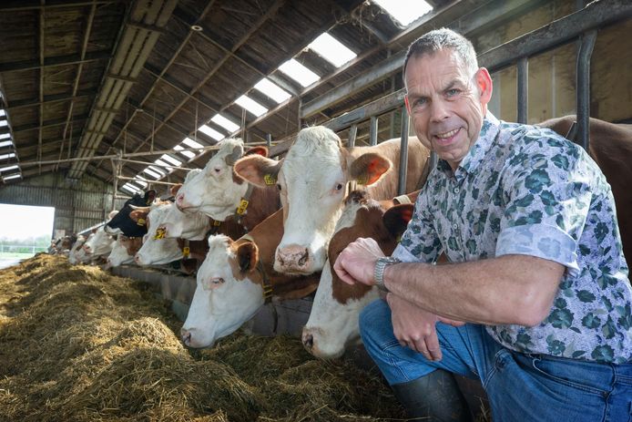 Biologische boer Jack Verhulst raadpleegt zijn horloge nu net wat vaker in de koeienstal. Hij melkt zijn koeien iedere dag wat eerder om ze aan de zomertijd te laten wennen.