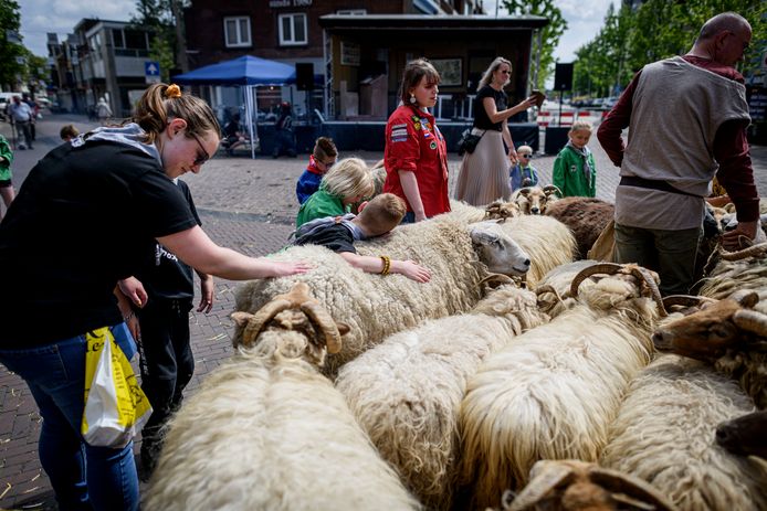 De schaapherder die voor ‘Reuring’ met zijn kudde naar de binnenstad is gekomen, trekt vooral veel bekijks van jongere bezoekers.