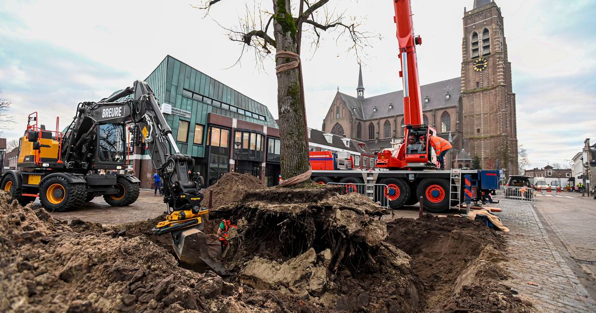 Zevenhonderd nieuwe Gastelse bomen voor de verdwenen linde - BN DeStem