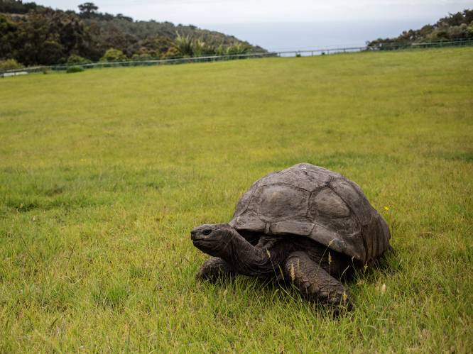 Oudste schildpad ter wereld viert 190e verjaardag