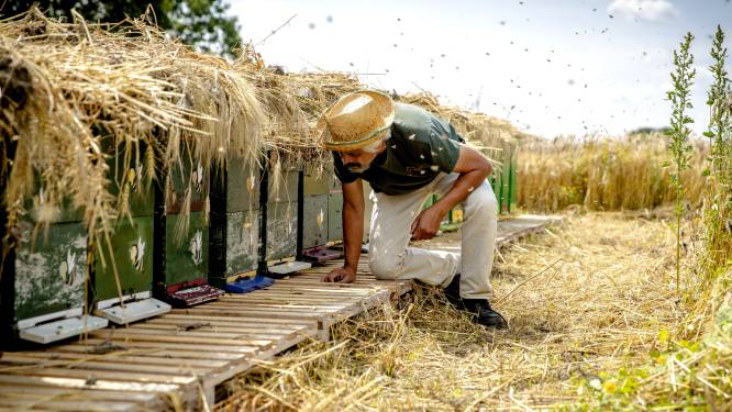 Biesbosch-imkers bang voor maatregelen tegen honingbijen: ‘Eind van mijn bedrijf als dit wegvalt’