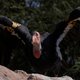 Verrassende ontdekking: Californische condor kan zich voortplanten zonder te paren