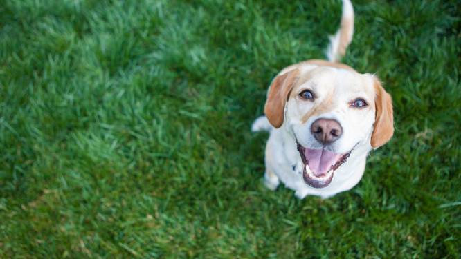 Hond in bezit? In de ene gemeente betaal je daar een flink bedrag voor, in de andere juist niks