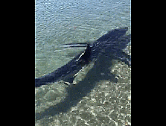Steeds meer haaien voor Spaanse kust gespot: opnieuw drie meter lange haai opgedoken voor kust in Málaga