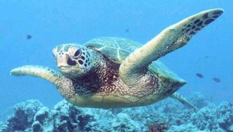 Een zeeschildpad. © epa Beeld 