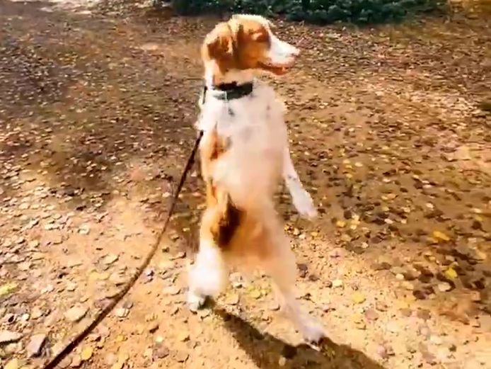 Un chien fait le buzz en marchant... debout comme un homme “Il a eu l’idée tout seul” Monde