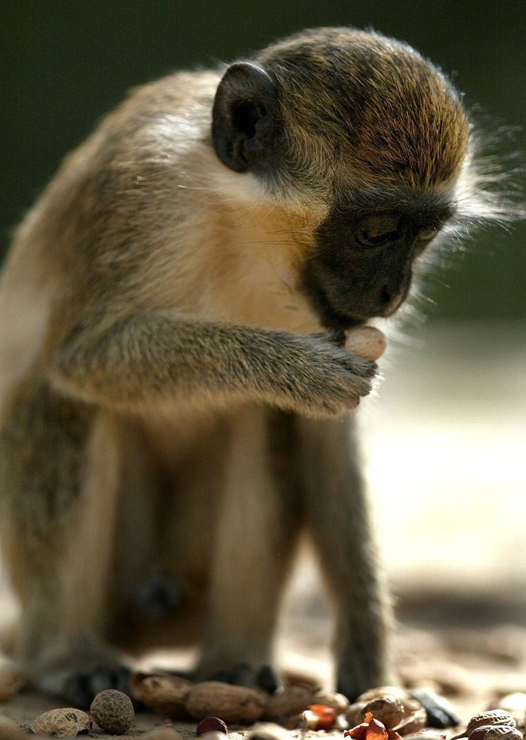 Ook meerkatten zwichten voor groepsdruk | Het Parool
