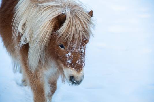 Paarden in wei zonder beschutting tegen gure wind en sneeuw.