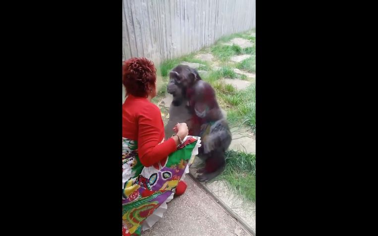 Adie Timmermans krijgt van de Zoo contactverbod met chimpansee Chita. Beeld RV