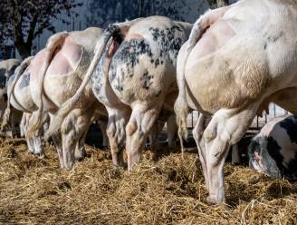 Juryleden jaarmarkten krijgen hogere vergoeding