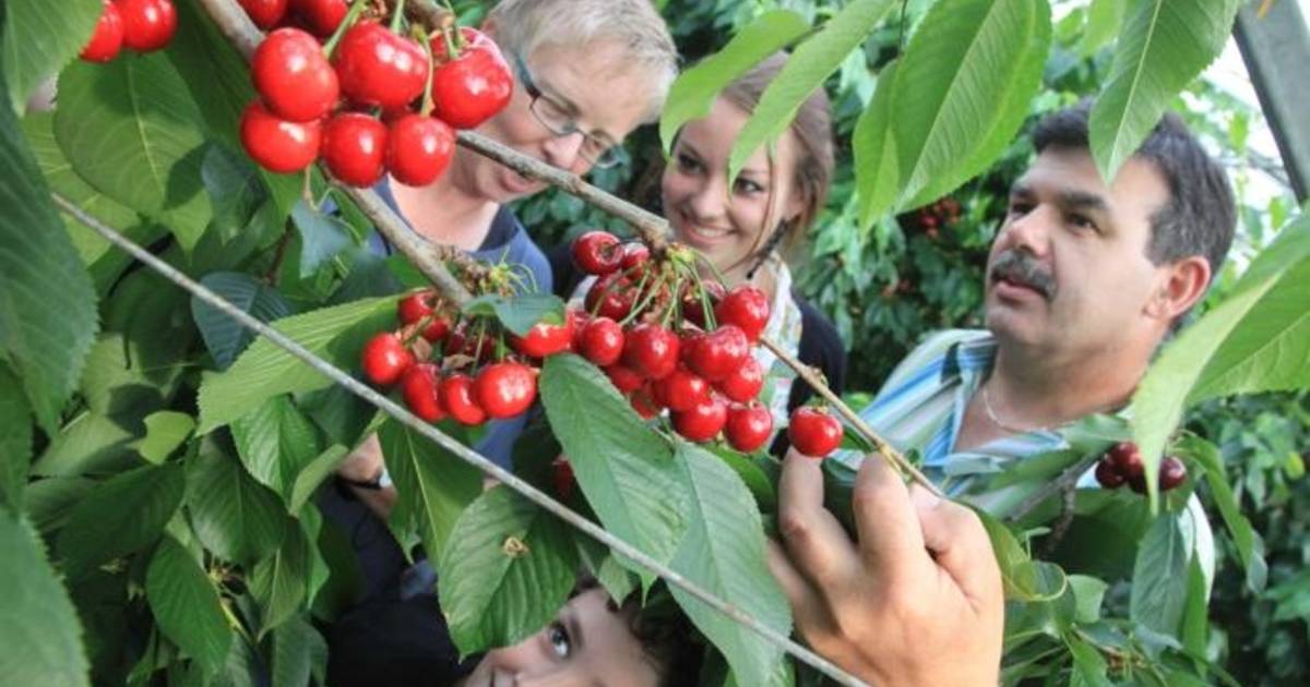 Kers in de kas is 'n kassucces