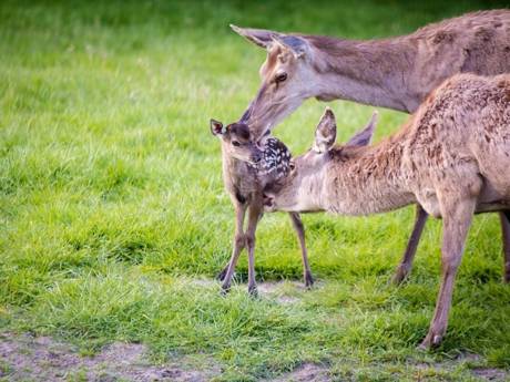 Wat lief! Hertje geboren in Almelo