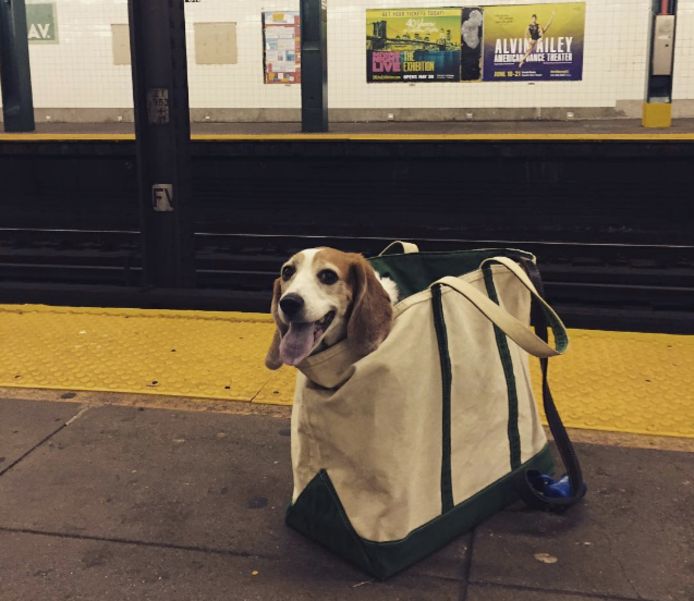 ontsmettingsmiddel Intentie binnen New Yorkse hondenbaas vervoert ook grote viervoeter in tas | Buitenland |  AD.nl
