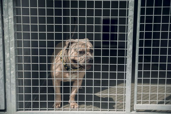 Thor, een jonge pocket bully, zal alvast zes maanden in het asiel in Sint-Truiden moeten blijven.