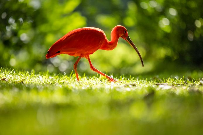 De rode ibis in het Hofpark in Wateringen.