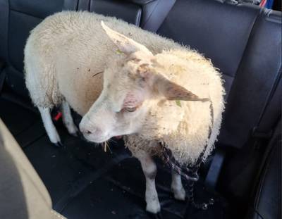 Hoe een schaap uit Liessel op de achterbank van een politieauto belandde