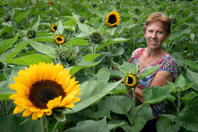 Nederland,  Drunen, Els Vissers in haar zonnebloemveld.