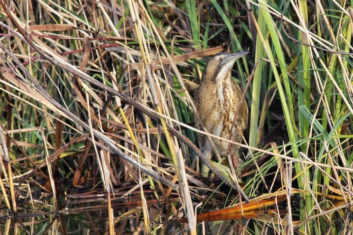 Deze prachtige Roerdomp is gespot in Kockengen terwijl hij zich schuilhield in het riet