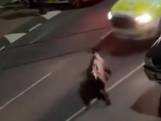 Kritiek op politie in Londen na aanrijden ontsnapte koe