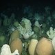 Zuidpoolzee na smelting ijs volop bewoond - door sponzen
