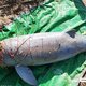 Rivierdolfijnen in Mekong met uitsterven bedreigd door illegale visserij