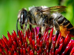 La menace des pesticides pour les abeilles serait sous-estimée... le serpent qui se mord la queue