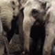 Hieperdepiep: olifantje geboren in Artis