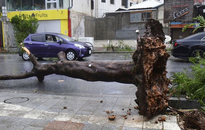 Een omgewaaide boom in Naha, Okinawa, na doortocht van tyfoon Khanun.