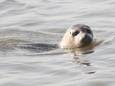 Het komt vaker voor dat er een zeehond wordt gespot in de Lek, deze zwom in 2020 ter hoogte van Lopik.