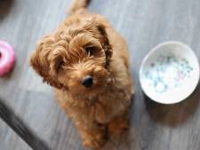 Dierenneuroloog doet onderzoek naar epilepsie bij labradoodles: ‘Een enorme impact op baasjes’