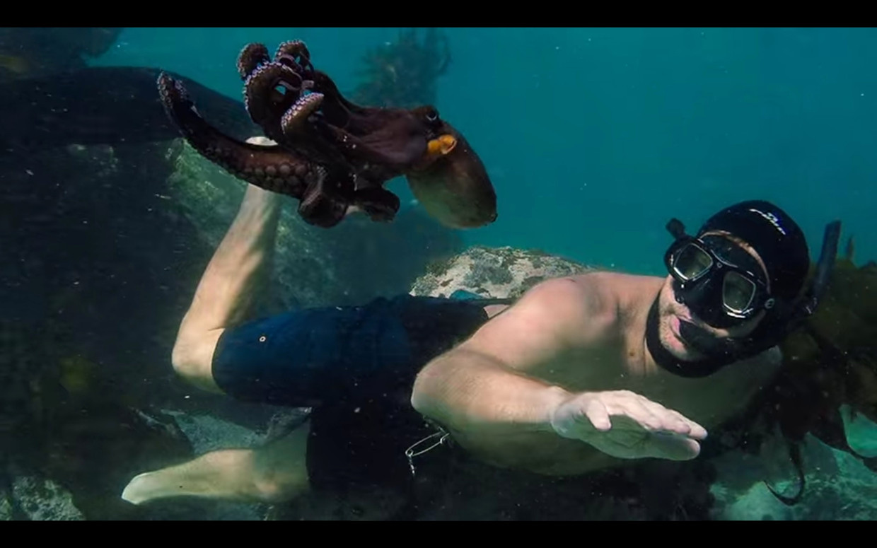 Filmmaker Craig Foster legde zijn helende vriendschap met een octopus op beeld vast. Beeld Maaike Bos